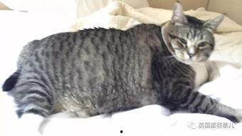 胖猫谭竹必吃大瓜视频,必看大瓜视频背后的惊人真相