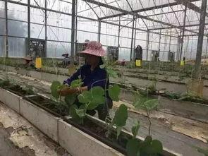 柳州一中吃瓜视频,揭秘校园生活趣味瞬间