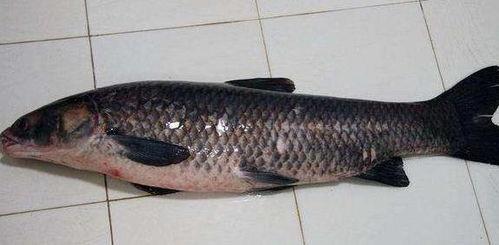 青鱼吃小瓜吗怎么吃视频,视频揭秘烹饪技巧