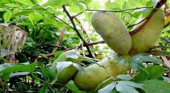 放牛吃八月瓜视频大全,放牛吃瓜欢乐多，视频大全带你领略田园风光