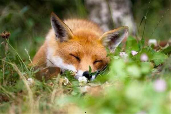 狐狸吃蜜瓜的视频播放,萌宠美食瞬间引网友热议