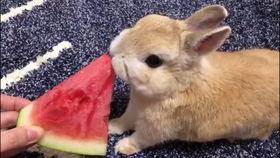 吃瓜视频大全兔子,兔子视角下的趣味世界
