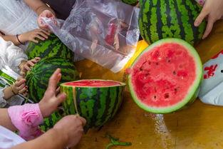 吃鱼吃瓜吃饭视频在线观看,在线观看吃鱼吃瓜吃饭视频盛宴