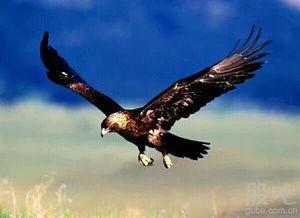 金雕瓜怎么吃最好吃视频,视频教你如何吃出最佳口感