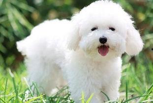 比熊可以吃羊角瓜吗视频,营养与安全的探索