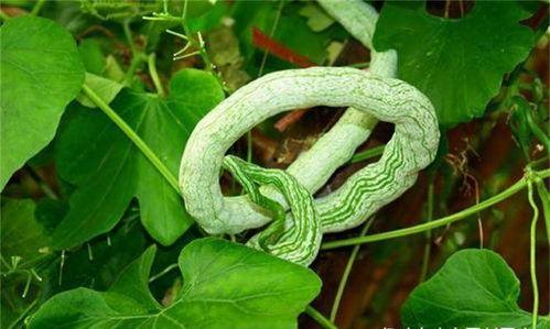 外国小哥吃蛇瓜的视频在线观看,惊险刺激的味蕾冒险之旅