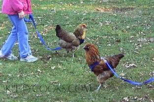 吃鸡瓜养人吗能吃吗视频,揭秘其营养价值与食用安全