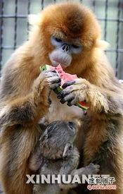 小金吃瓜最新视频,揭秘娱乐圈最新热点事件