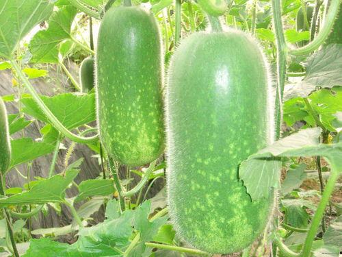 三大巨头吃瓜视频大全下载,吃瓜视频大全下载背后的秘密