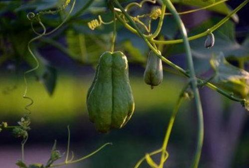 一棵树吃瓜视频大全,趣味盎然的自然奇观集锦  第3张