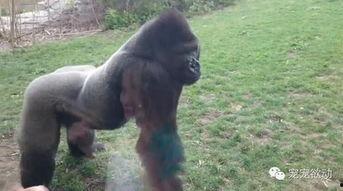 搞笑视频女孩吃瓜像猩猩,女孩吃瓜姿势萌翻众人，竟像猩猩一样搞笑！