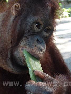 搞笑视频女孩吃瓜像猩猩,女孩吃瓜姿势萌翻众人，竟像猩猩一样搞笑！  第2张