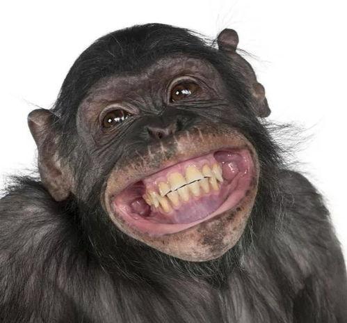 搞笑视频女孩吃瓜像猩猩,女孩吃瓜姿势萌翻众人，竟像猩猩一样搞笑！  第3张