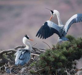 闲云野鹤吃瓜视频大全,趣味横生的娱乐盛宴  第3张