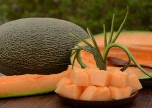 哈密瓜可以喂羊吃吗视频,营养美味两不误  第3张