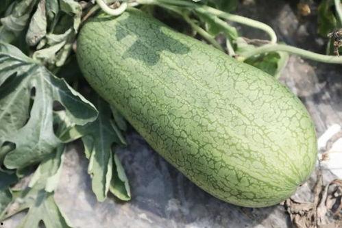 吃瓜季最新视频,揭秘热门事件背后的真相与笑料 第3张 吃瓜季最新视频,揭秘热门事件背后的真相与笑料 第3张