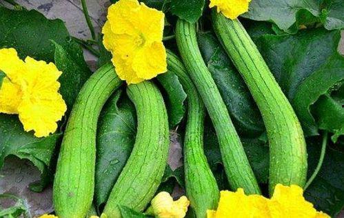 瓜条晒干怎么吃最好呢视频,美味营养的创意吃法揭秘  第3张