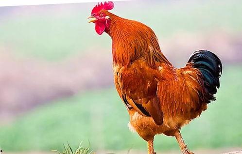 母鸡打架公鸡吃瓜视频,母鸡互撕，公鸡吃瓜看热闹  第2张