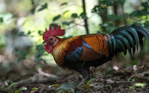 母鸡打架公鸡吃瓜视频,母鸡互撕，公鸡吃瓜看热闹  第3张