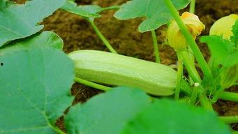 亲近自然吃瓜视频,畅享夏日吃瓜时光  第2张