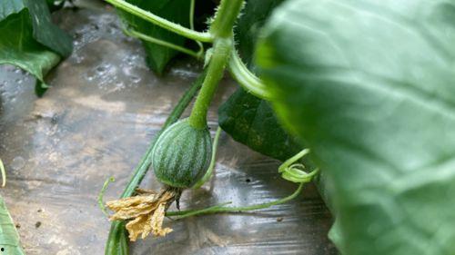 亲近自然吃瓜视频,畅享夏日吃瓜时光  第3张