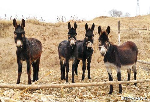 怎么看驴姐吃瓜视频呢,趣味横生的网络现象解析 第2张 怎么看驴姐吃瓜视频呢,趣味横生的网络现象解析 第2张