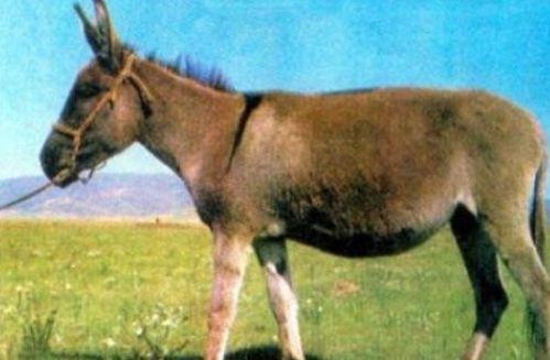 怎么看驴姐吃瓜视频呢,趣味横生的网络现象解析 第3张 怎么看驴姐吃瓜视频呢,趣味横生的网络现象解析 第3张