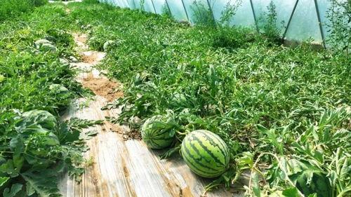 农民瓜地吃西瓜视频
