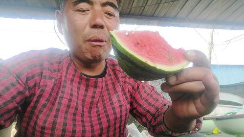 农民瓜地吃西瓜视频  第2张