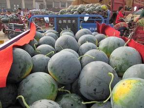 农民瓜地吃西瓜视频  第3张