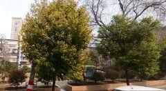 南京小区吃瓜事件视频,邻里纷争背后的真相揭晓  第2张