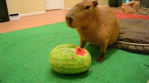 日本水豚吃瓜视频,萌态十足引网友热议  第2张