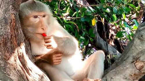 猴子吃瓜表演道具视频,揭秘猴子吃瓜表演道具的神奇魅力  第2张