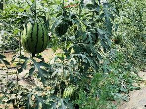 在北京吃瓜的视频  第2张