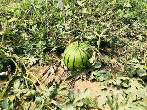 在北京吃瓜的视频  第3张