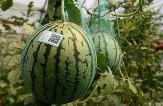 新乐最新吃瓜事件真相视频,真相视频曝光，疑云散去  第3张