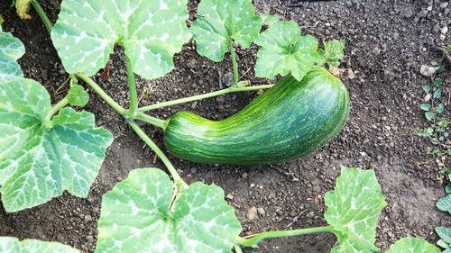 吃的瓠瓜怎么留种子视频,视频教你轻松收获优质种子