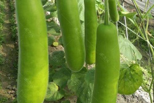 吃的瓠瓜怎么留种子视频,视频教你轻松收获优质种子  第2张