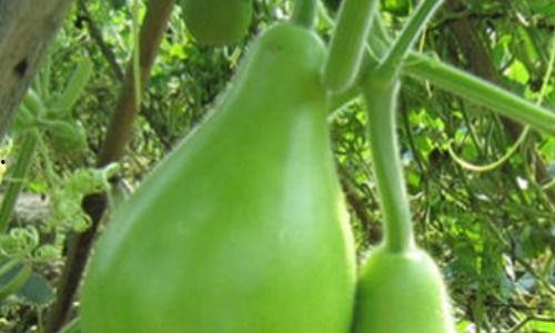 吃的瓠瓜怎么留种子视频,视频教你轻松收获优质种子  第3张
