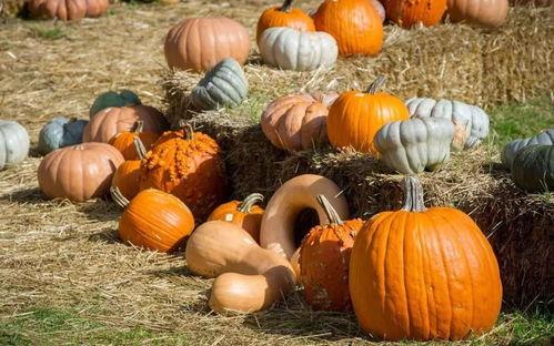 群众一路吃瓜视频,揭秘群众眼中的社会百态  第2张