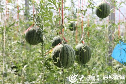 吃瓜吃到河畔里的视频,吃瓜群众意外发现神秘河畔现象  第3张