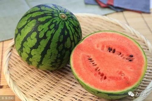 瓜园吃西瓜视频  第3张