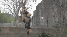 大熊猫宝宝吃兰瓜视频,萌态可掬的进食瞬间 第3张 大熊猫宝宝吃兰瓜视频,萌态可掬的进食瞬间 第3张