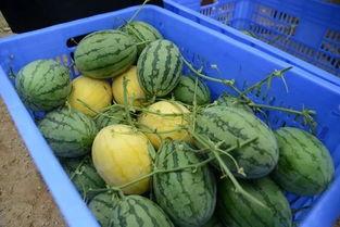 网上视频吃瓜群,揭秘热门事件背后的真相与娱乐 第2张 网上视频吃瓜群,揭秘热门事件背后的真相与娱乐 第2张