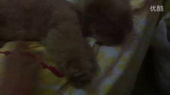 吃龙瓜的小视频是什么,吃龙瓜小视频背后的神秘魅力  第2张