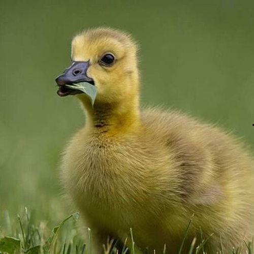 吃瓜乱跳小鹅视频下载免费,轻松获取热门内容! 第2张 吃瓜乱跳小鹅视频下载免费,轻松获取热门内容! 第2张