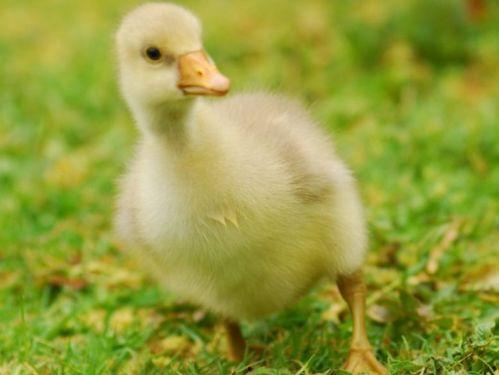 吃瓜乱跳小鹅视频下载免费,轻松获取热门内容! 第3张 吃瓜乱跳小鹅视频下载免费,轻松获取热门内容! 第3张