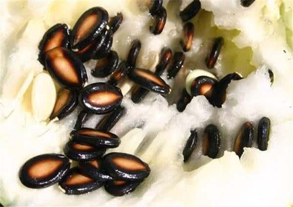 籽瓜不削皮可以吃吗视频