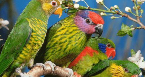 凯克鹦鹉吃蜜瓜视频大全  第2张