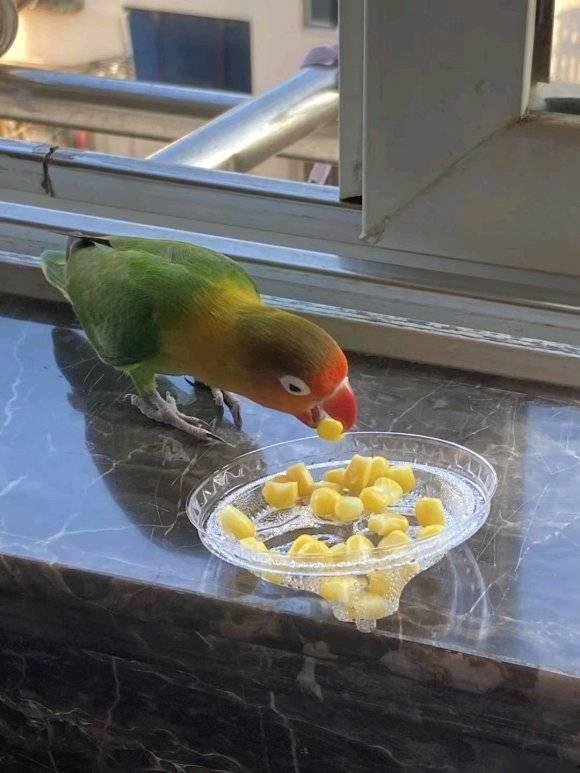 凯克鹦鹉吃蜜瓜视频大全  第3张